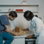 Cómo encontrar al mejor veterinario para tu mascota